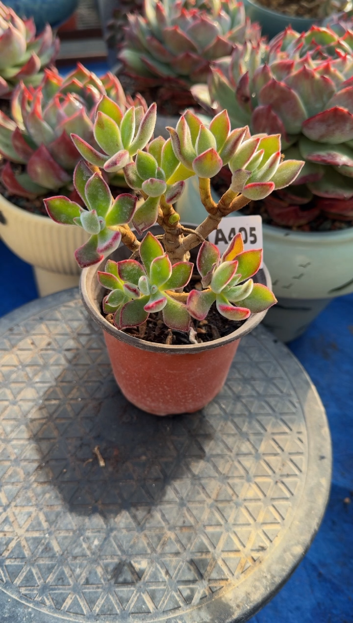 【闪购商品】A405红兔儿（裸根发货）