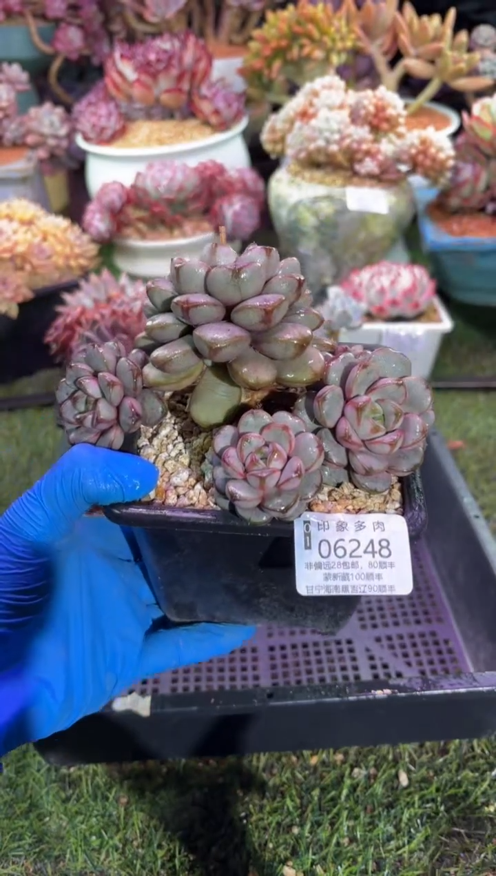 【闪购商品】06248