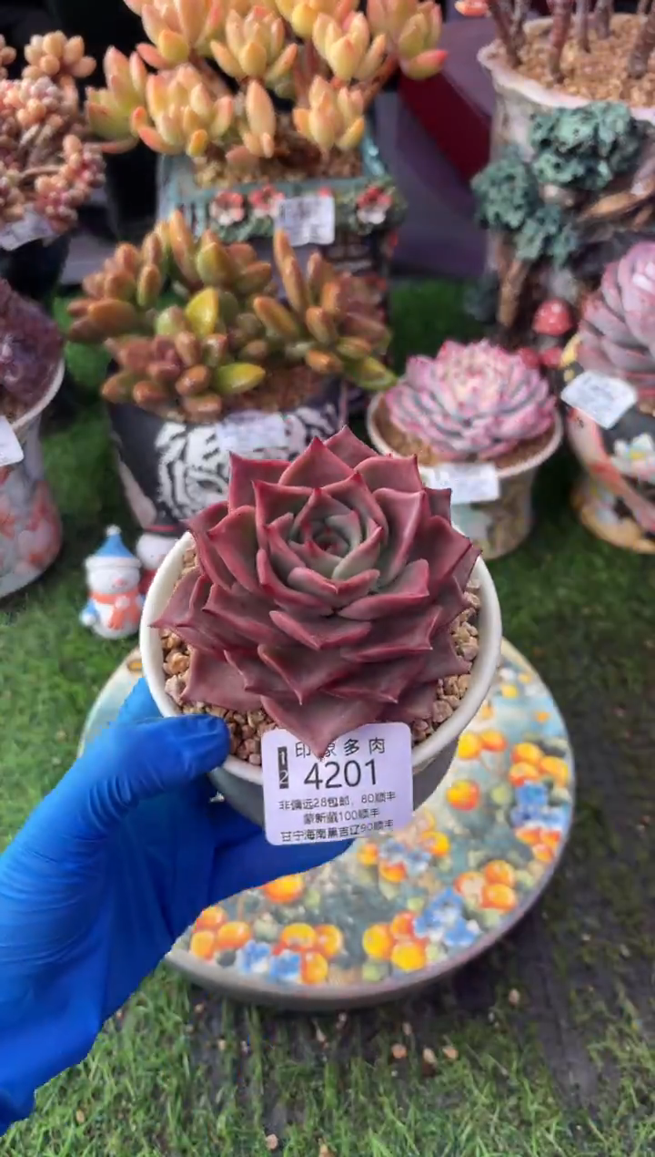 昆明印象多肉4201