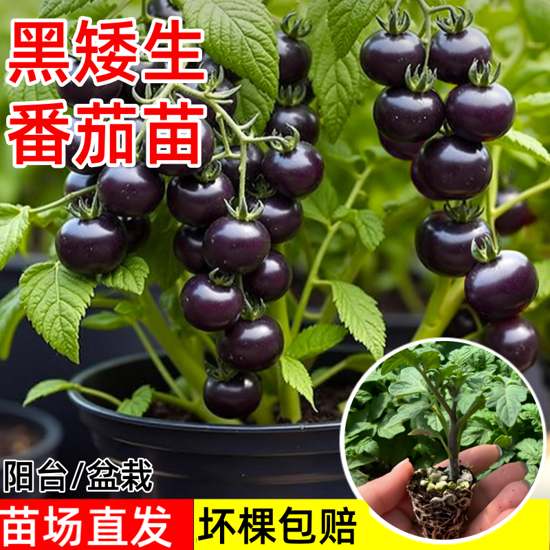 矮生小番茄黑矮生番茄秧苗黑珍珠小番茄苗子四季阳台盆栽高产抗病
