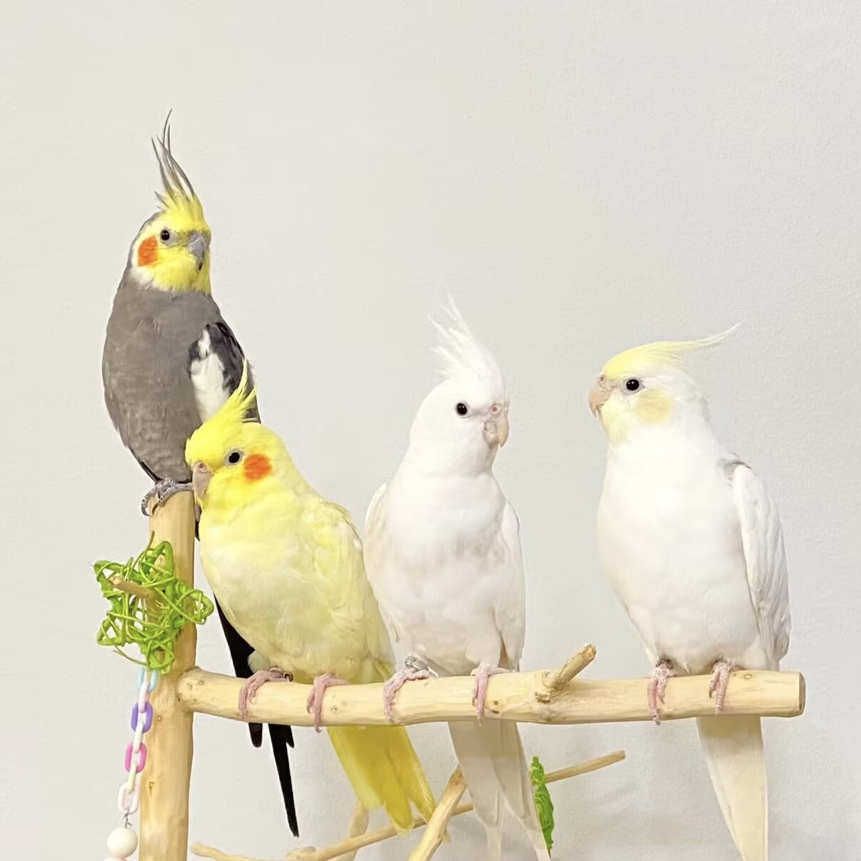 玄凤鹦鹉黄化原始灰珍珠特色玄凤可上手唱歌宠物鸟一对可繁殖