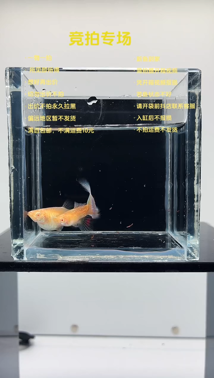 孔雀鱼幻彩蕾丝一对-92