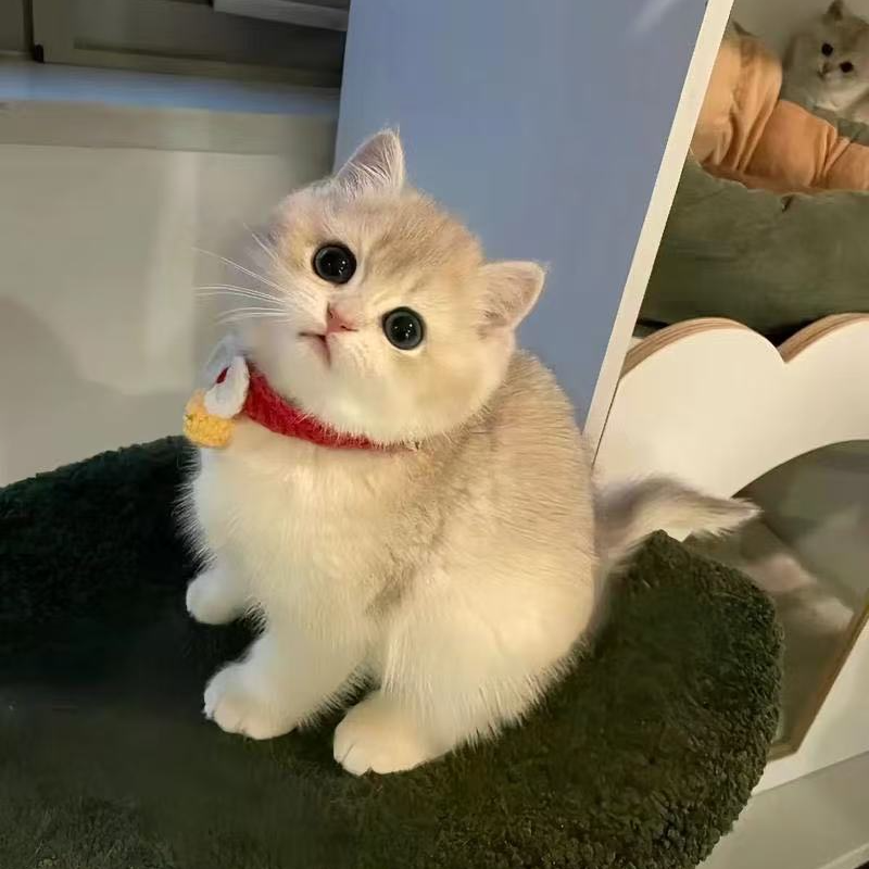 兜兜（全品）美短缅因蓝金渐层布偶