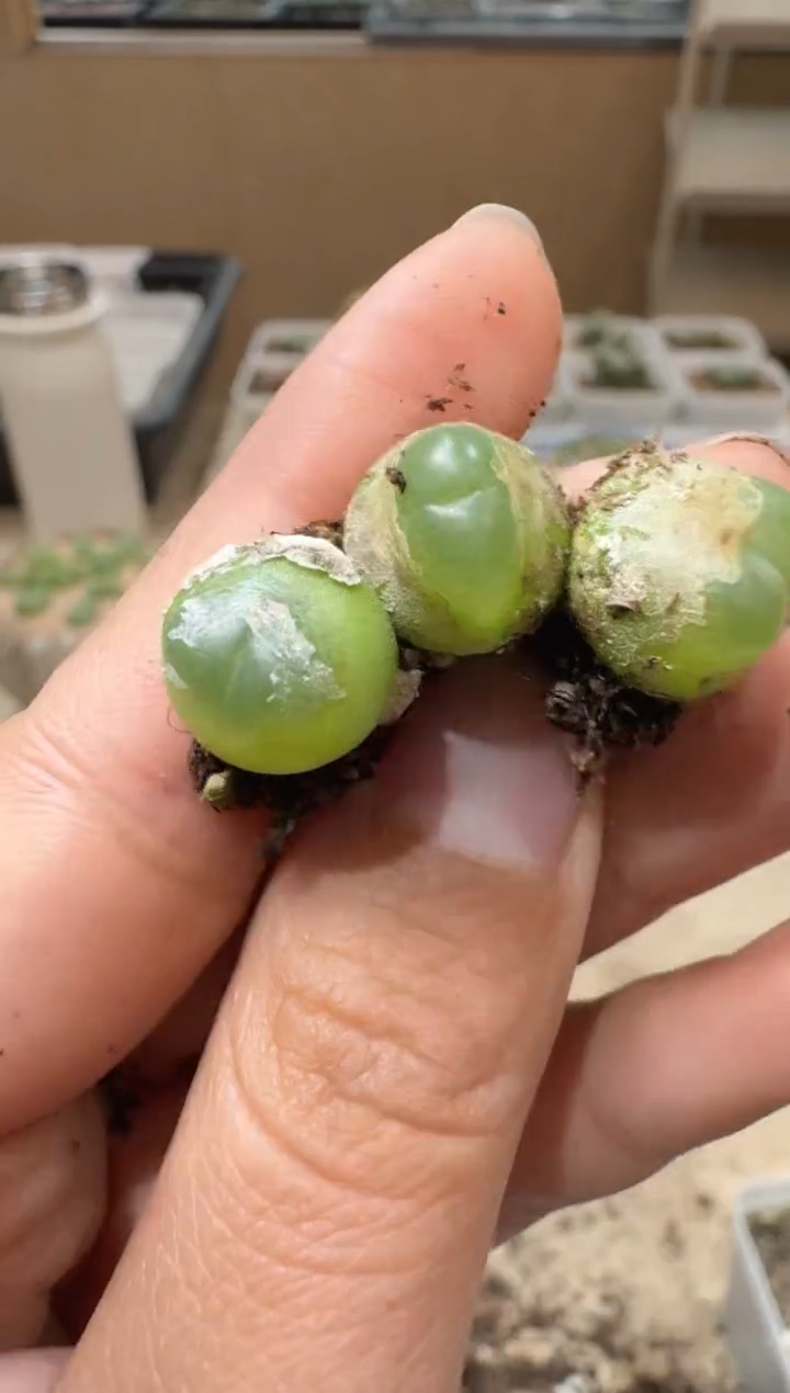 10-115多肉植物肉锥