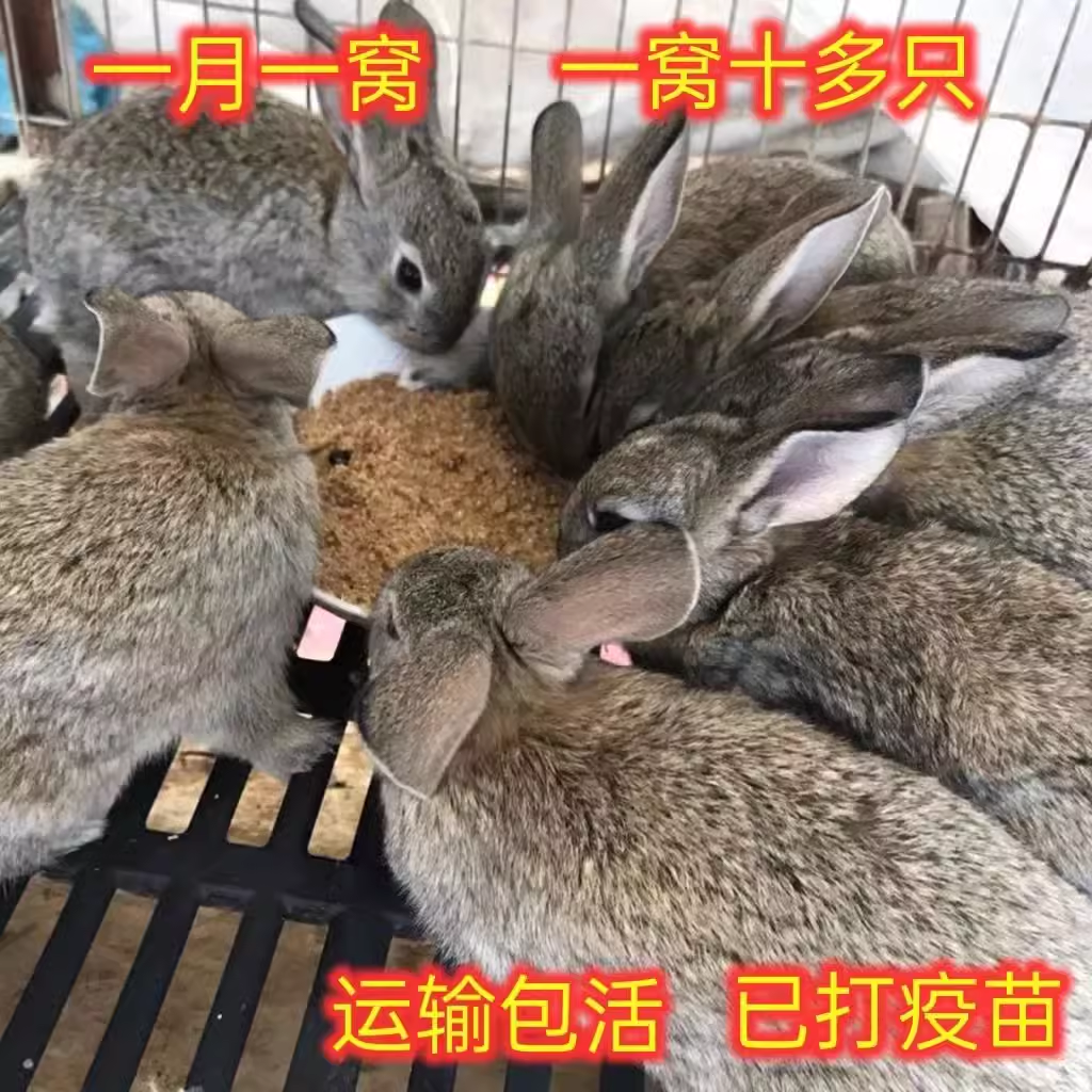 【迪尼优选】兔子活体比利时兔活物可食用繁殖大型家养肉兔公母包邮