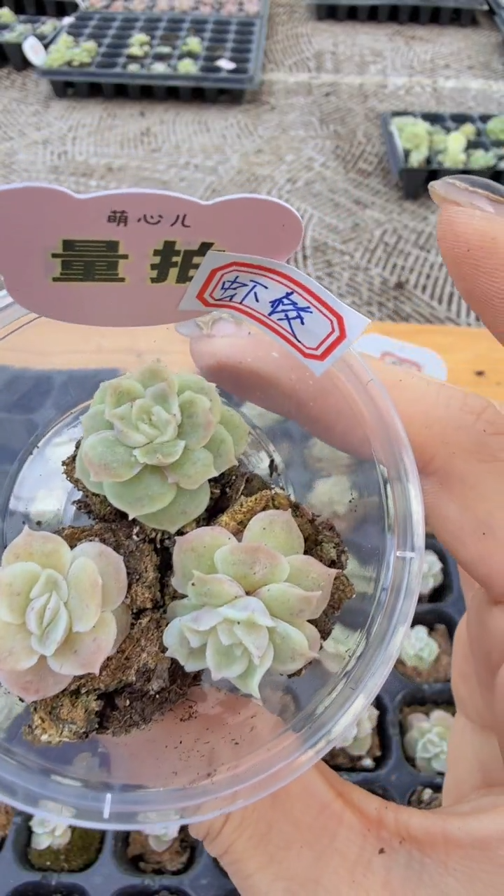 虾饺 单双混 量拍多肉植物.9.9包邮