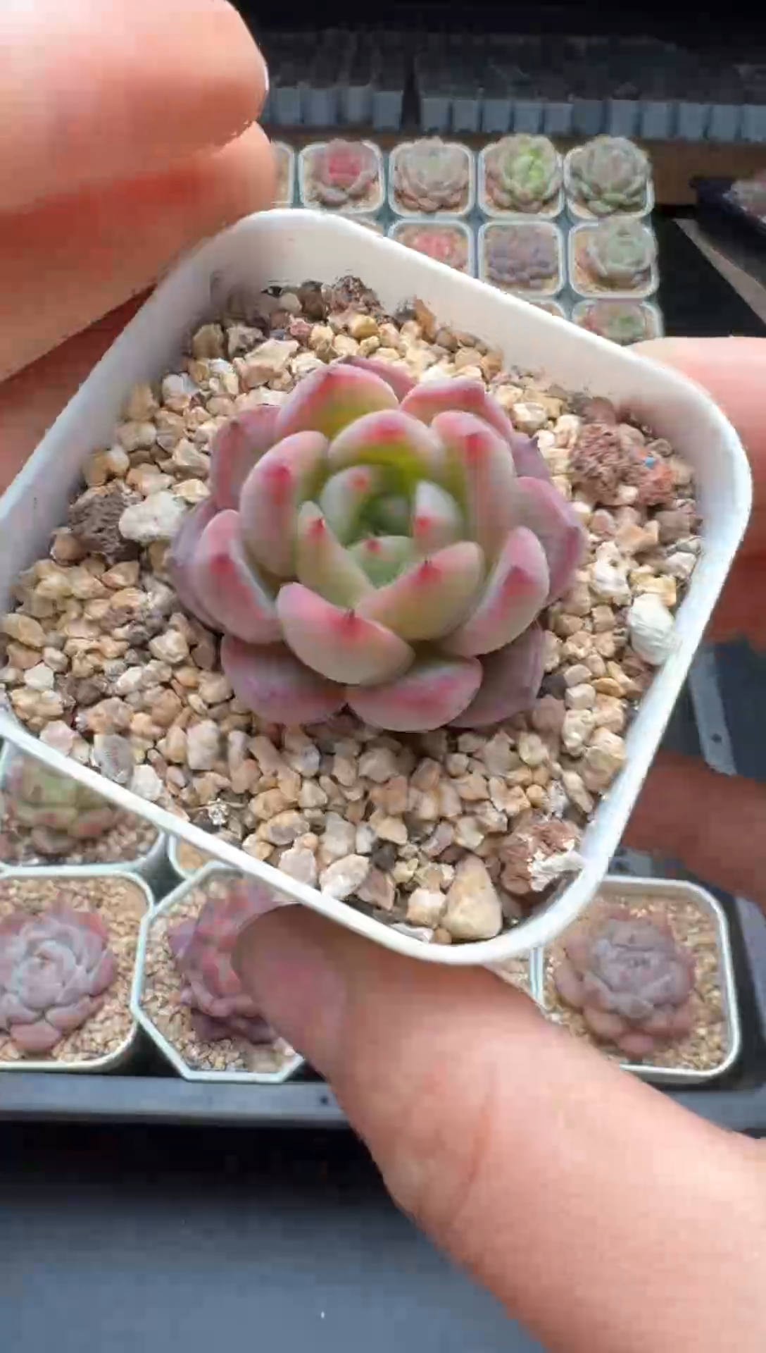 【闪购商品】252号一物一拍珍妮多肉花卉植物3颗起发