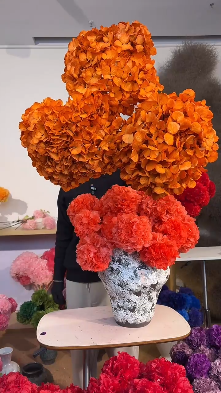 128吸色永生大叶绣球 3支  橙