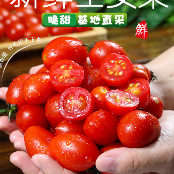 【开播链接】A级千禧小番茄  冰糖爆汁水 拍两斤送一斤 限量100单！！！千禧圣女果广西壮族自治区南宁市