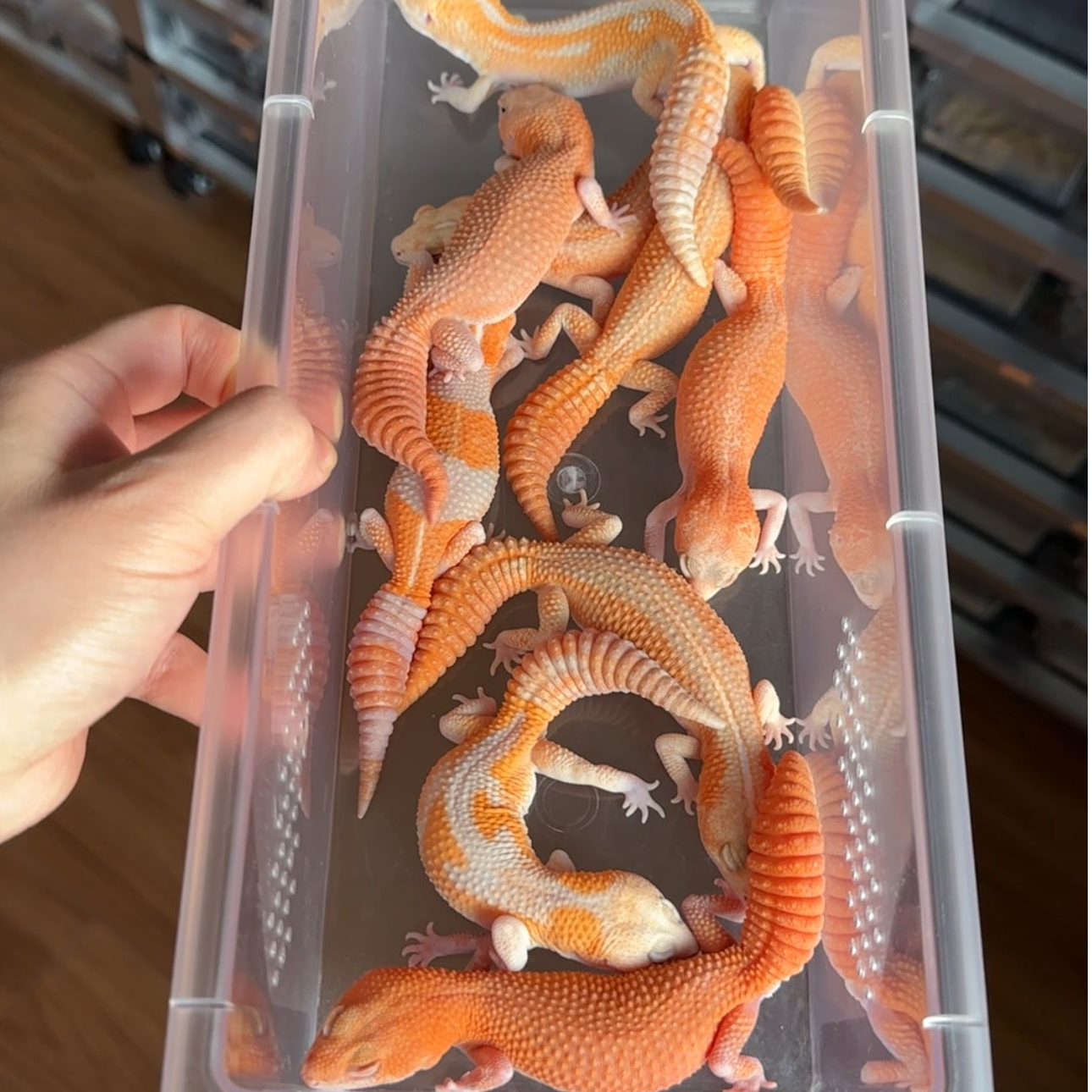 肥尾守宫一物一拍