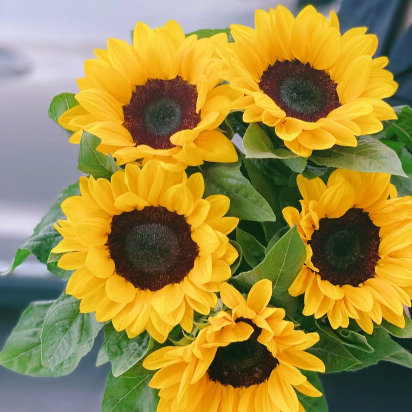 向日葵5支  两单升级京东或空运 已发货不支持退款