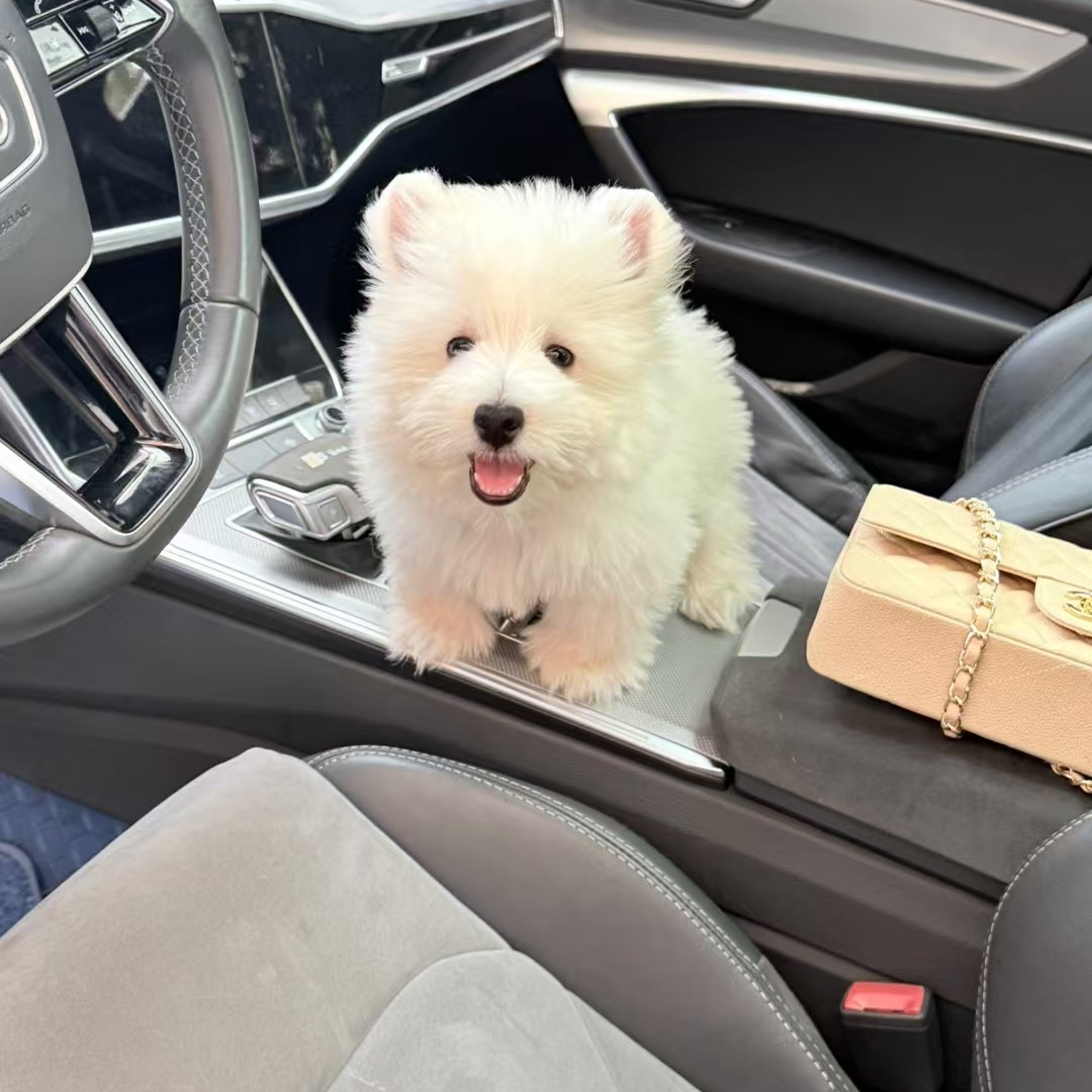 西高地相片-一张西高地照片（7天无理由退款）