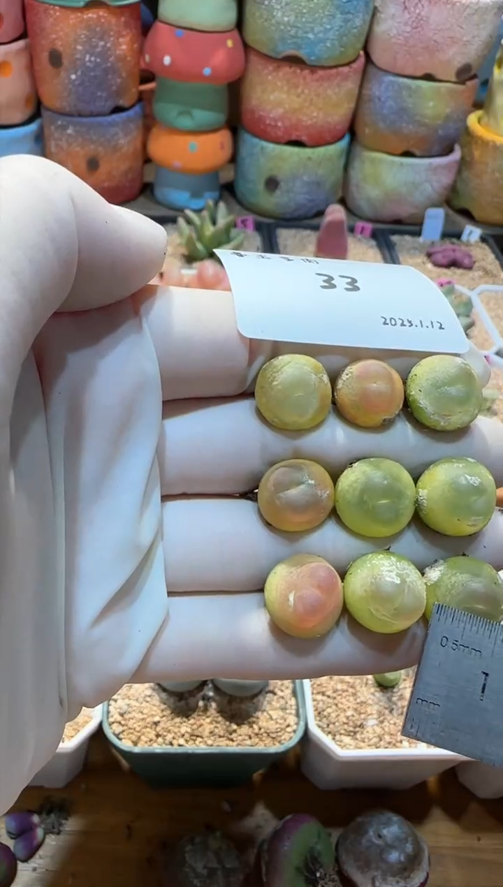 【闪购商品】25.1.12-33小王儿