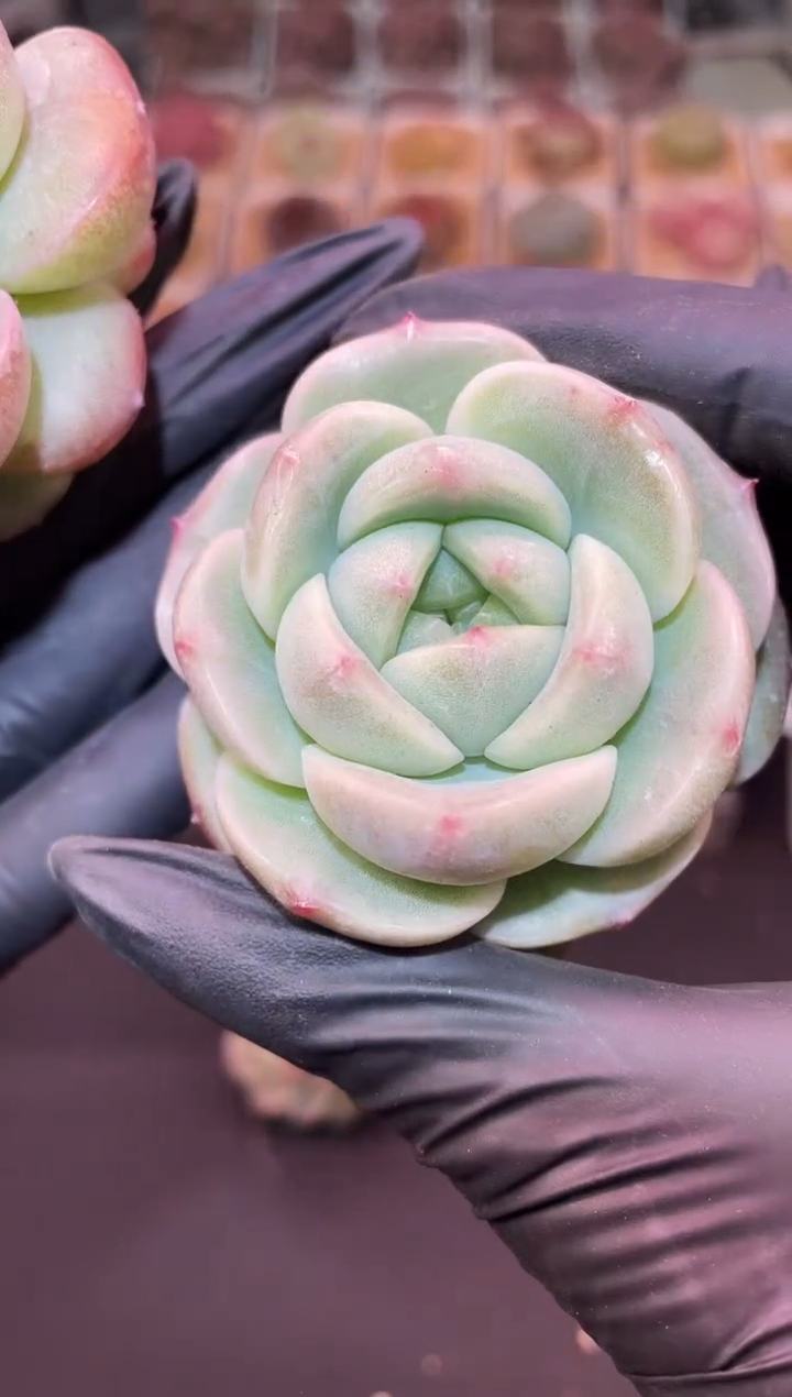 闪购1046 新品多肉一颗   5厘米