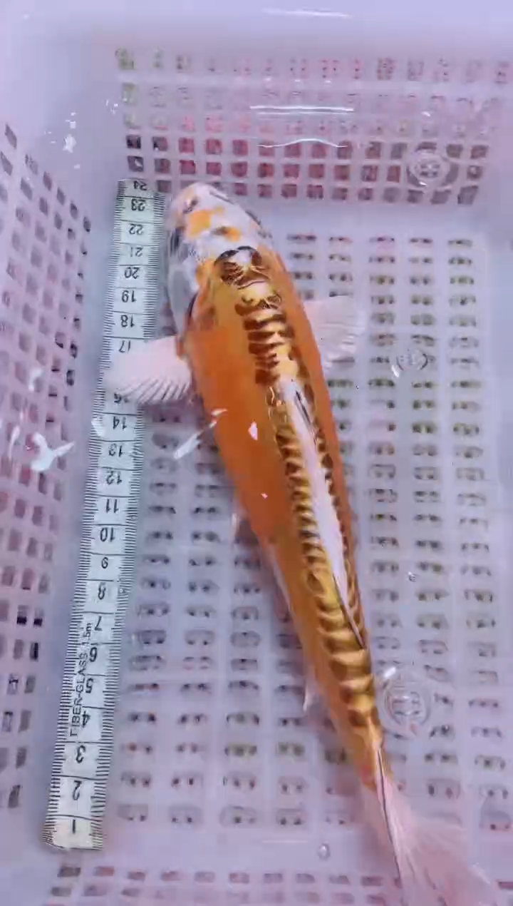 锦鲤血统锦鲤全场包邮118