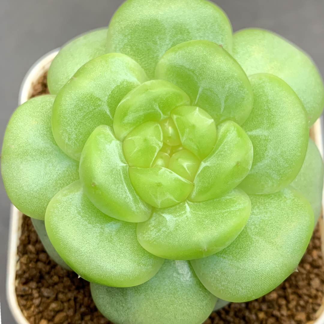 五号链接 b068-b079 框拍 12/21 花意匠多肉 加入购物车查看回放