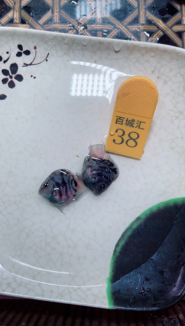 鹦鹉鱼摩卡种鱼一对