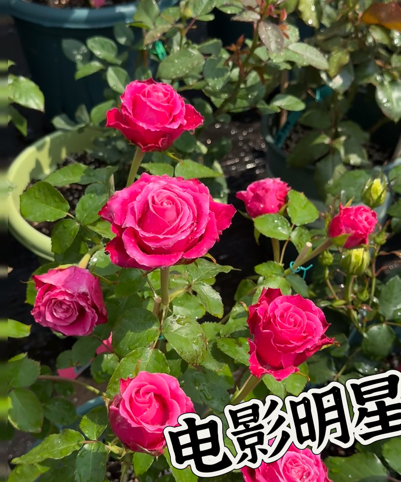 【电影明星】可儿茁时花园精选月季 根接精品露天苗灌木切花长势强