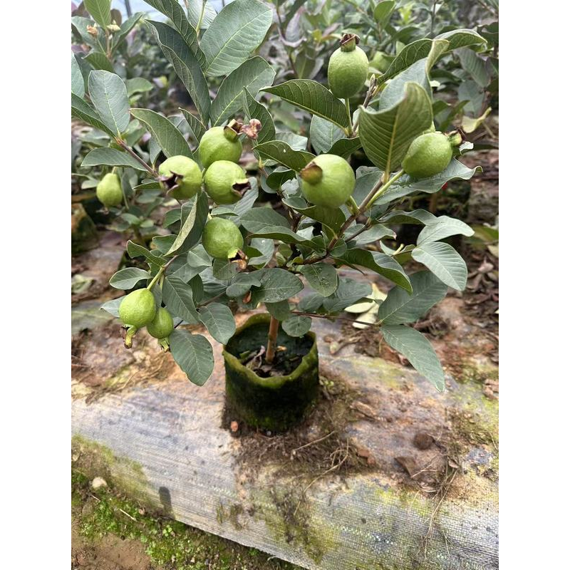 冰淇淋奶油芭乐番石榴盆栽地载南北方种植绿植盆栽