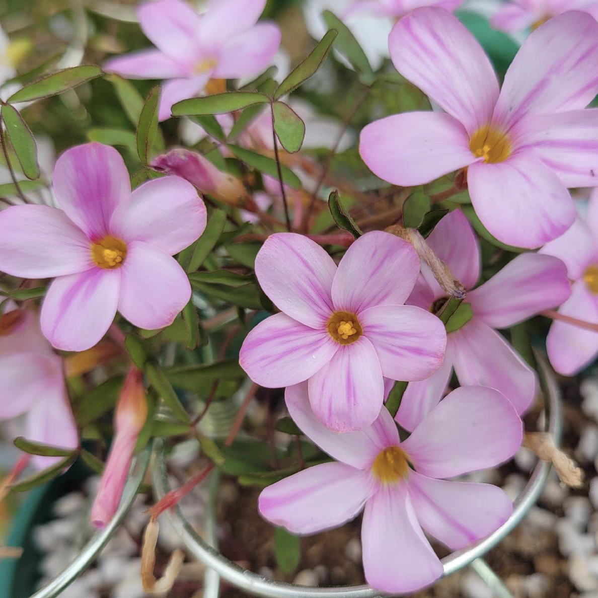 【早花酢浆草种球】条纹粉妆楼  多年生球根草本植物