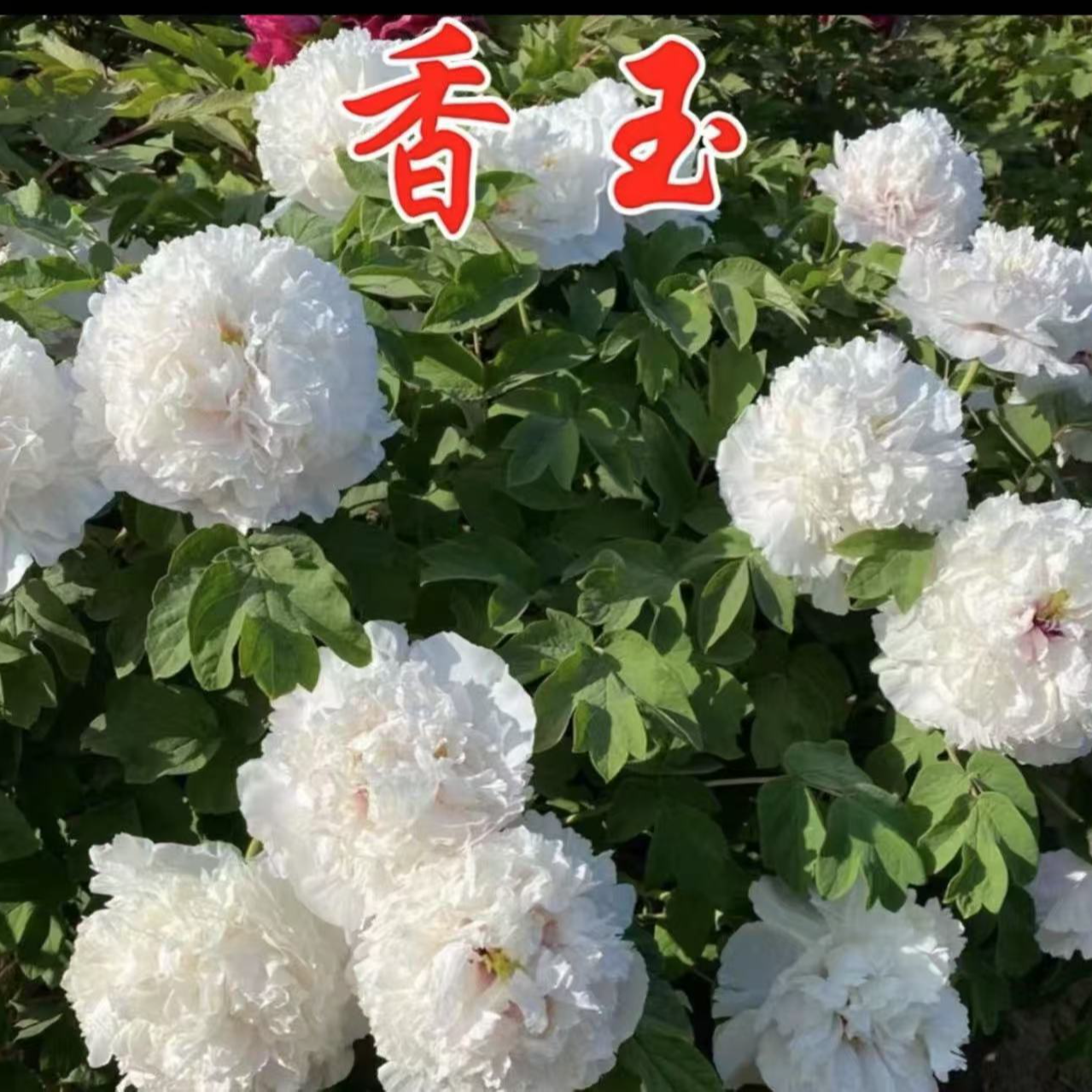 白色系【香玉】千层重瓣大花浓香型高雅洁白无暇