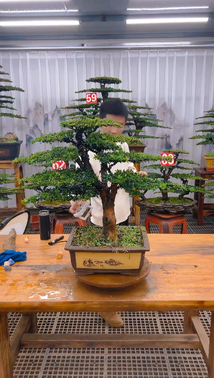 【闪购商品】紫砂精品盆景直播间一物一拍