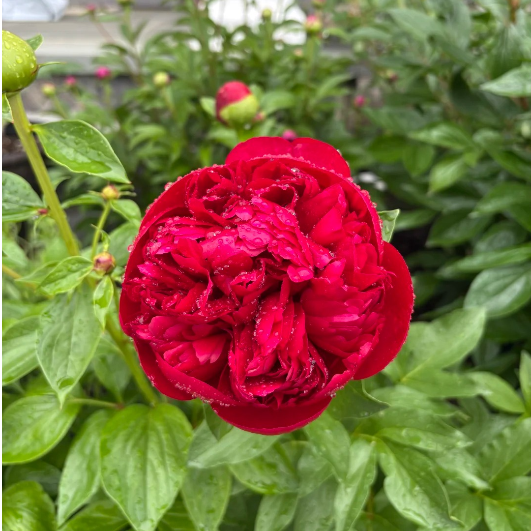 【圣诞丝绒】裸根重瓣芍药庭院阳台地栽盆栽耐寒观赏草本春季