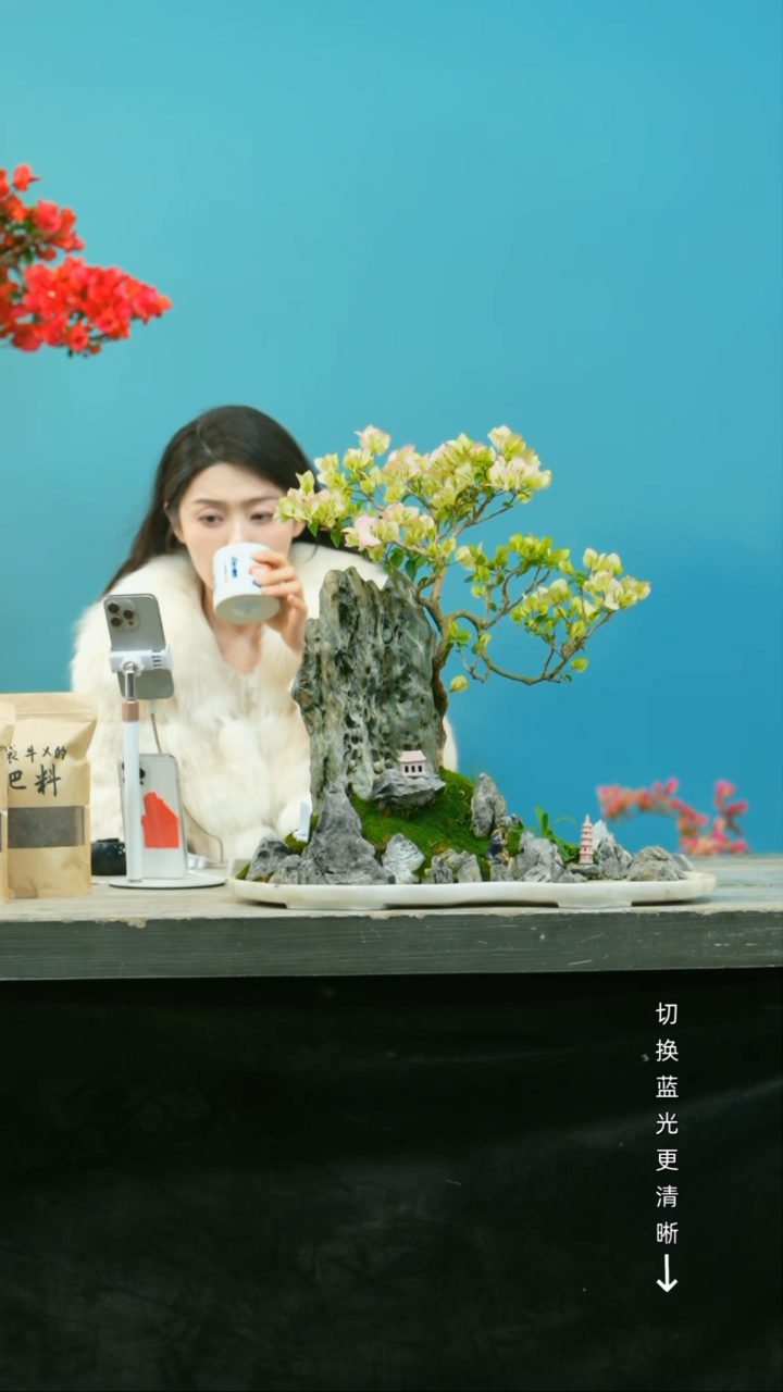 【闪购商品】盆景三角梅盆景