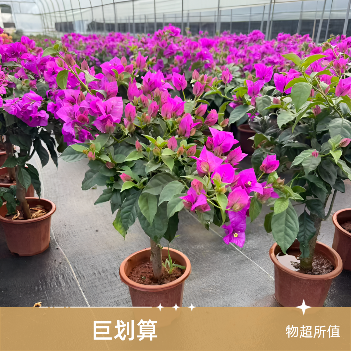 【60~70三角梅原盆原土】云南紫三角梅盆栽原盆原土带花发货四季