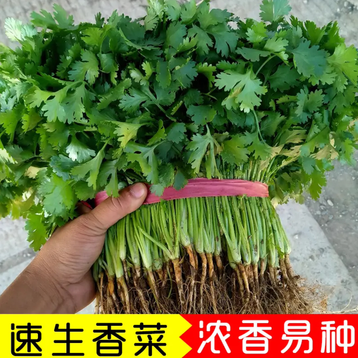 四季速生香菜种子菜籽南北方种植四季播种大叶盆栽庭院地栽