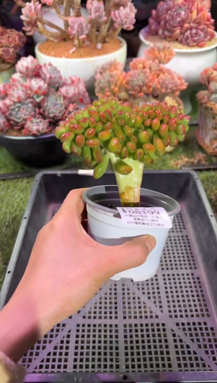 【闪购商品】08199