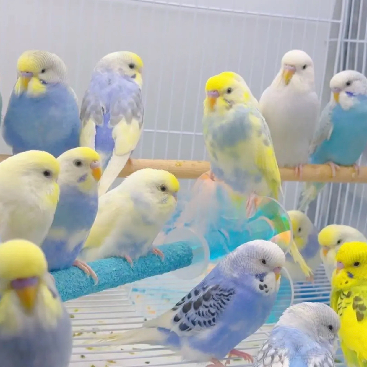 金彩大头虎黄红眼皮鹦鹉活体鹦鹉会说话亲人宠物小鸟好养粘人