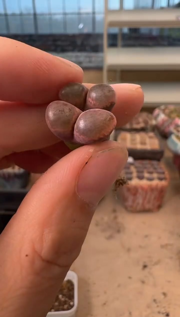  12-330多肉植物肉锥