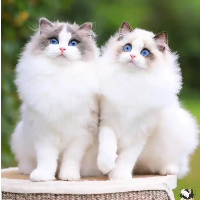 【寸头猫舍】宠物活体链接布偶猫