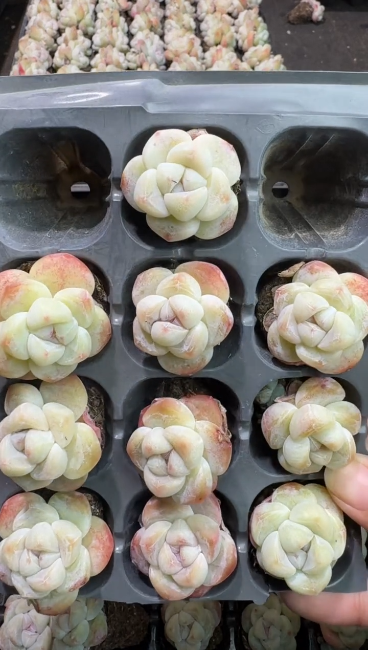 【闪购商品】84号到手一框-江北一物一拍