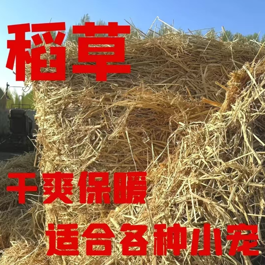 干净干燥稻草东北保温草窝适用于兔子荷兰猪