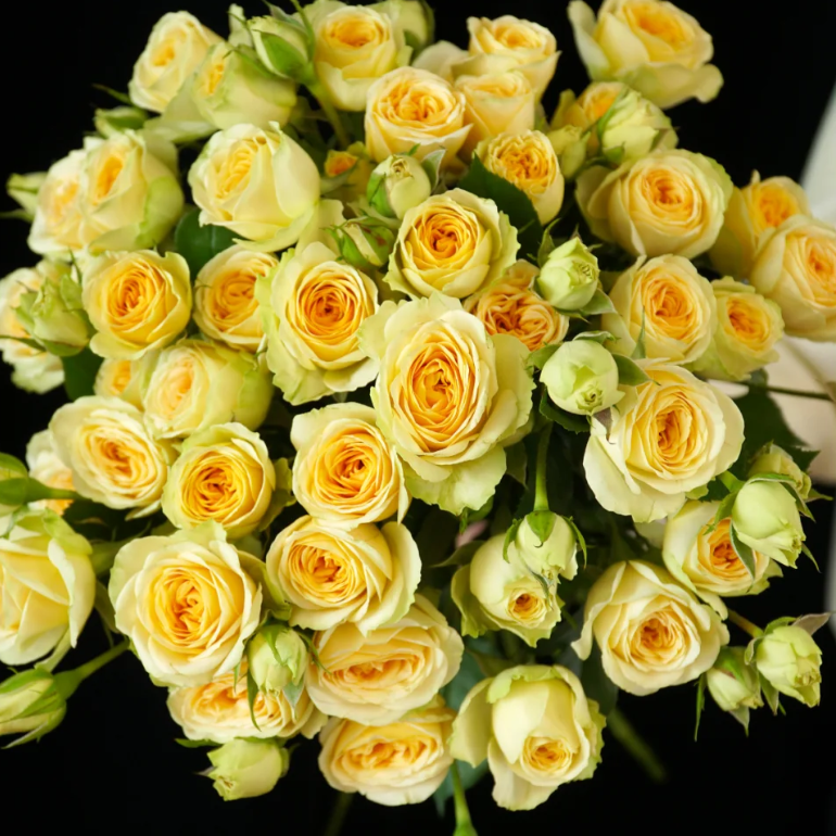 【一只狗花卉精选】云南鲜花基地直发A级牛油果玫瑰情人节礼物