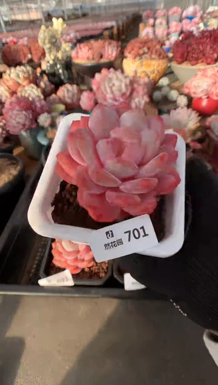 701雪天使多肉植物一物一拍