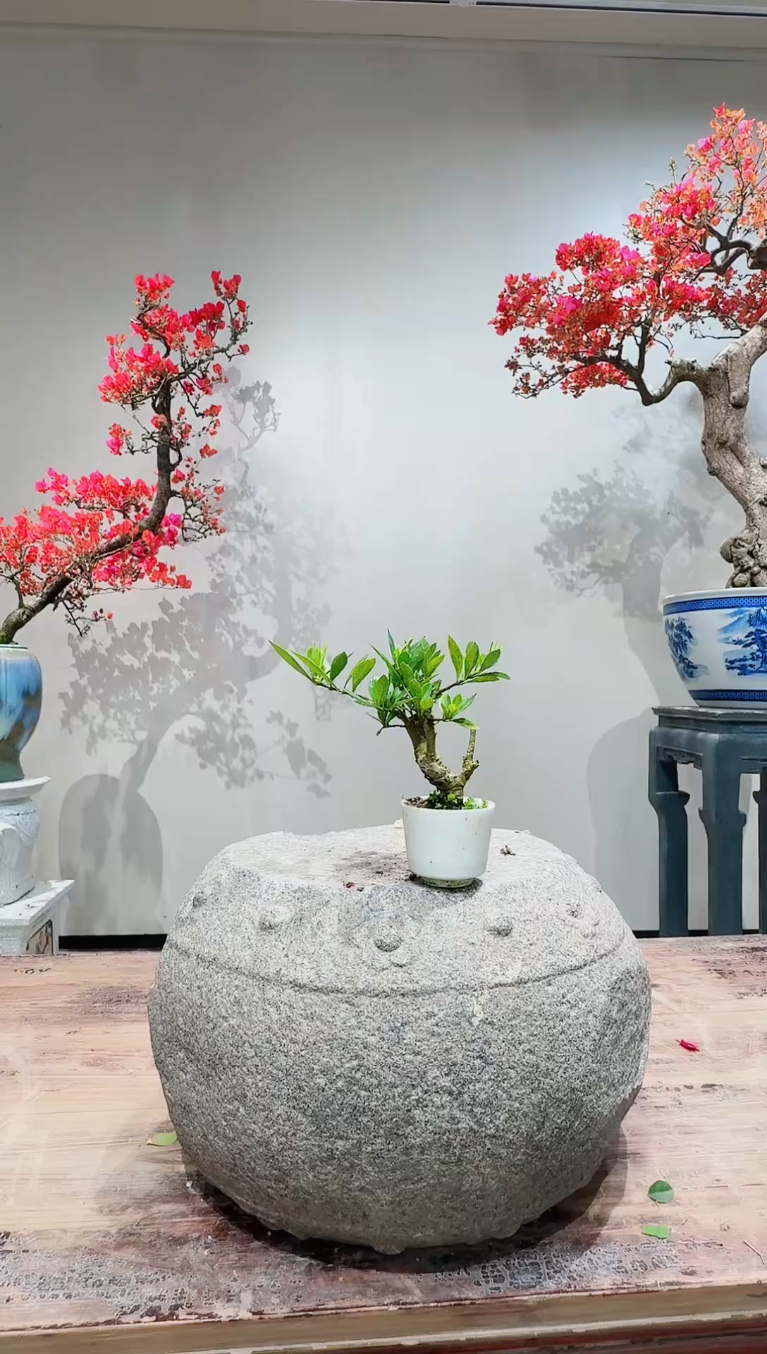 【闪购商品】盆景栀子花