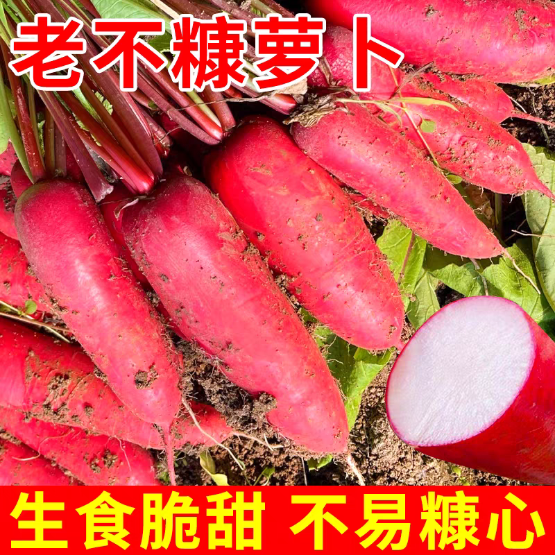 【老不糠501水萝卜种子】甜脆红皮白肉水果罗卜春秋西瓜播种