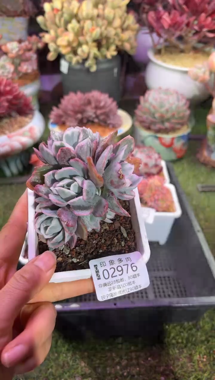 【闪购商品】02976