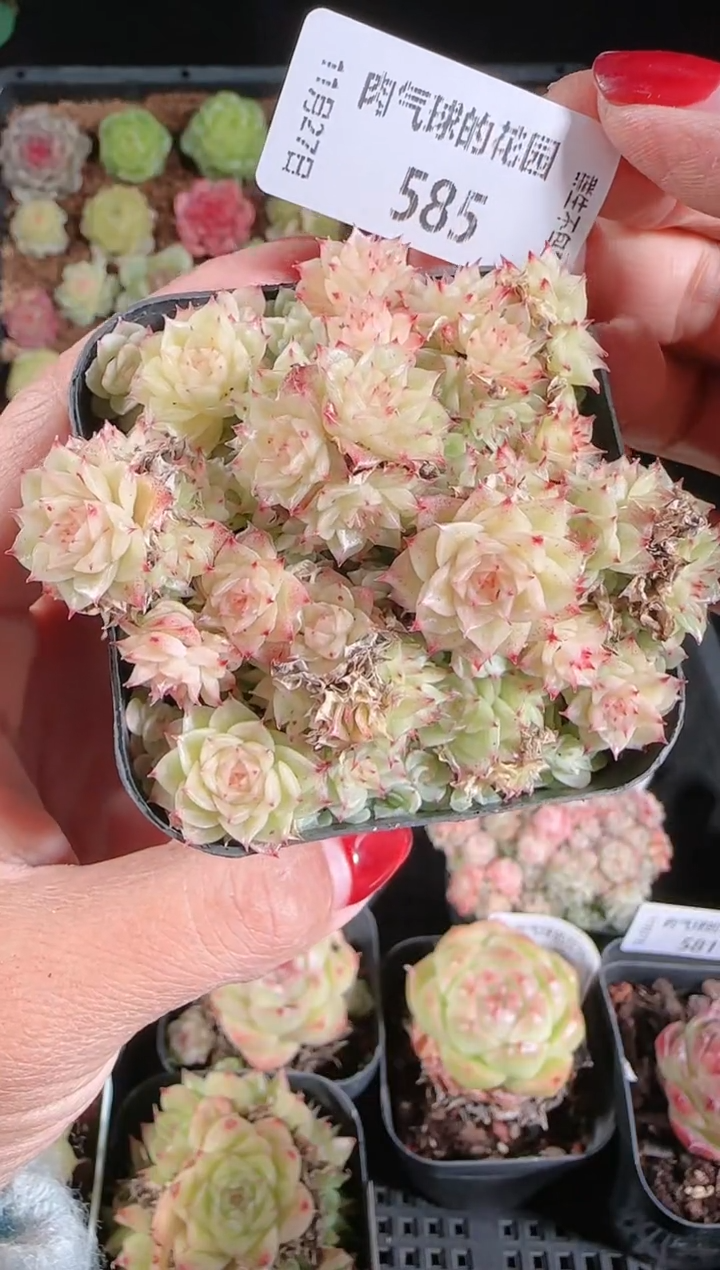 1127-585群生不包整