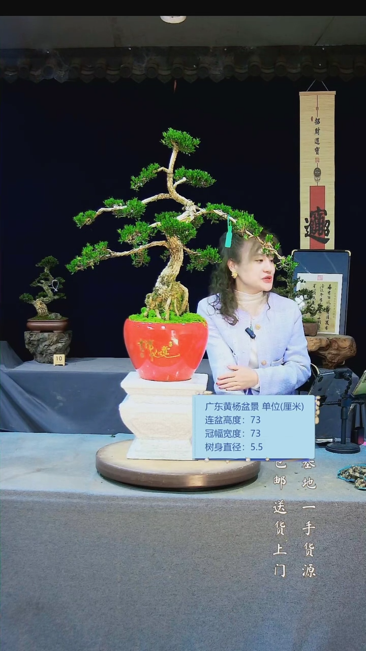 【闪购商品】雀舌黄杨盆景雀舌黄杨盆景