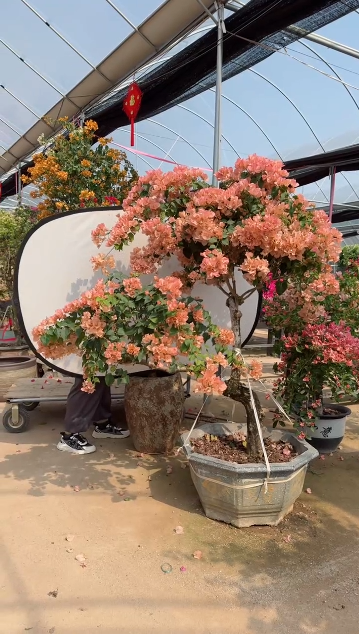 【闪购商品】盆景奶昔