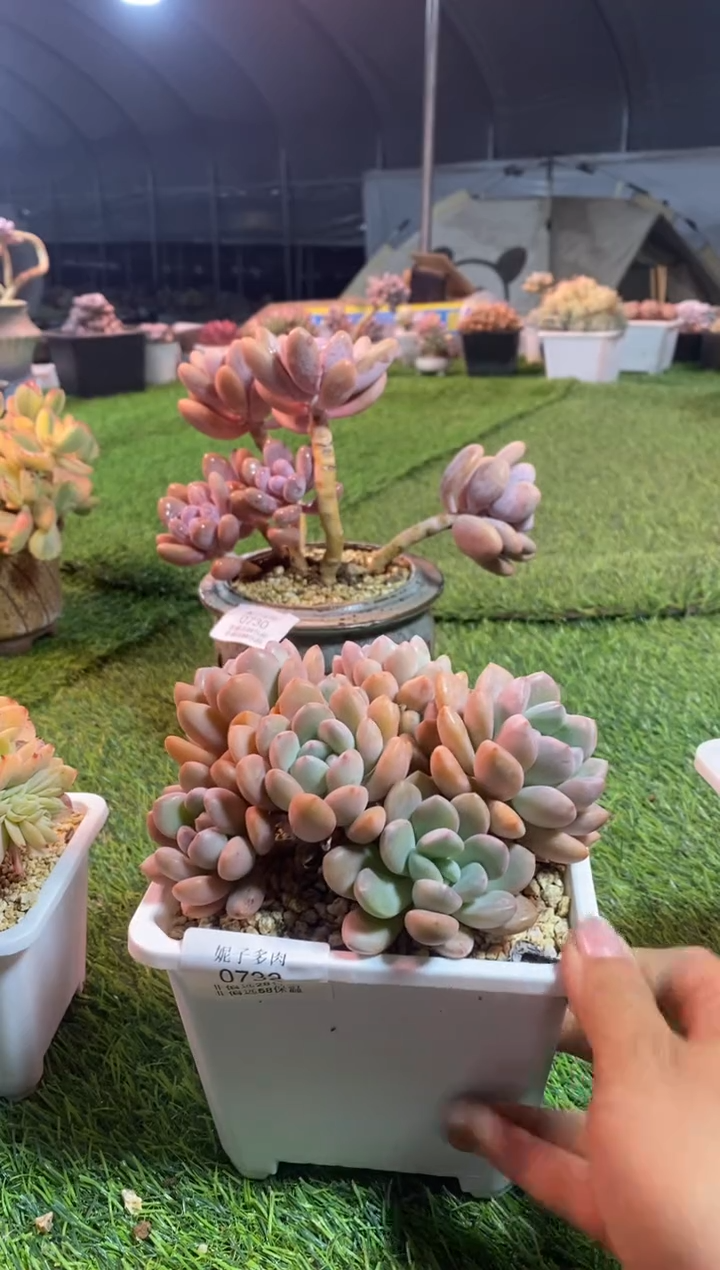 【闪购商品】0732a