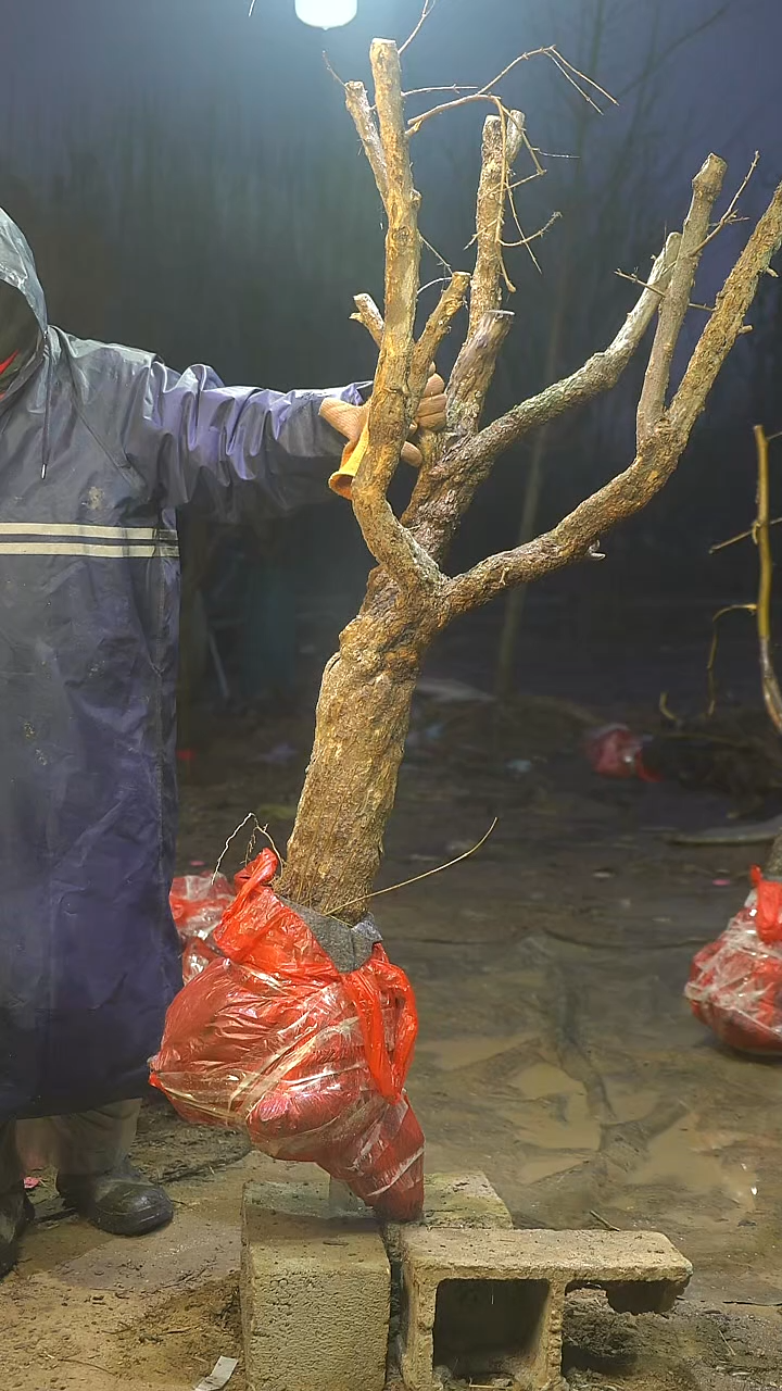 完全开放石榴1111