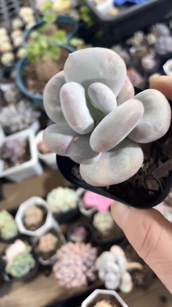 【闪购商品】65盆油煎丸子多肉一颗