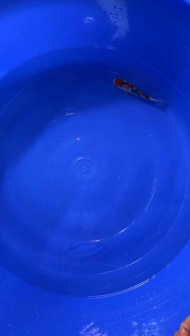 锦鲤活体二号链接