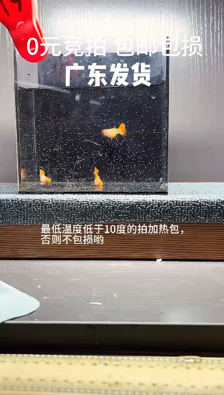 孔雀鱼红头玻璃猫一公两母编号19