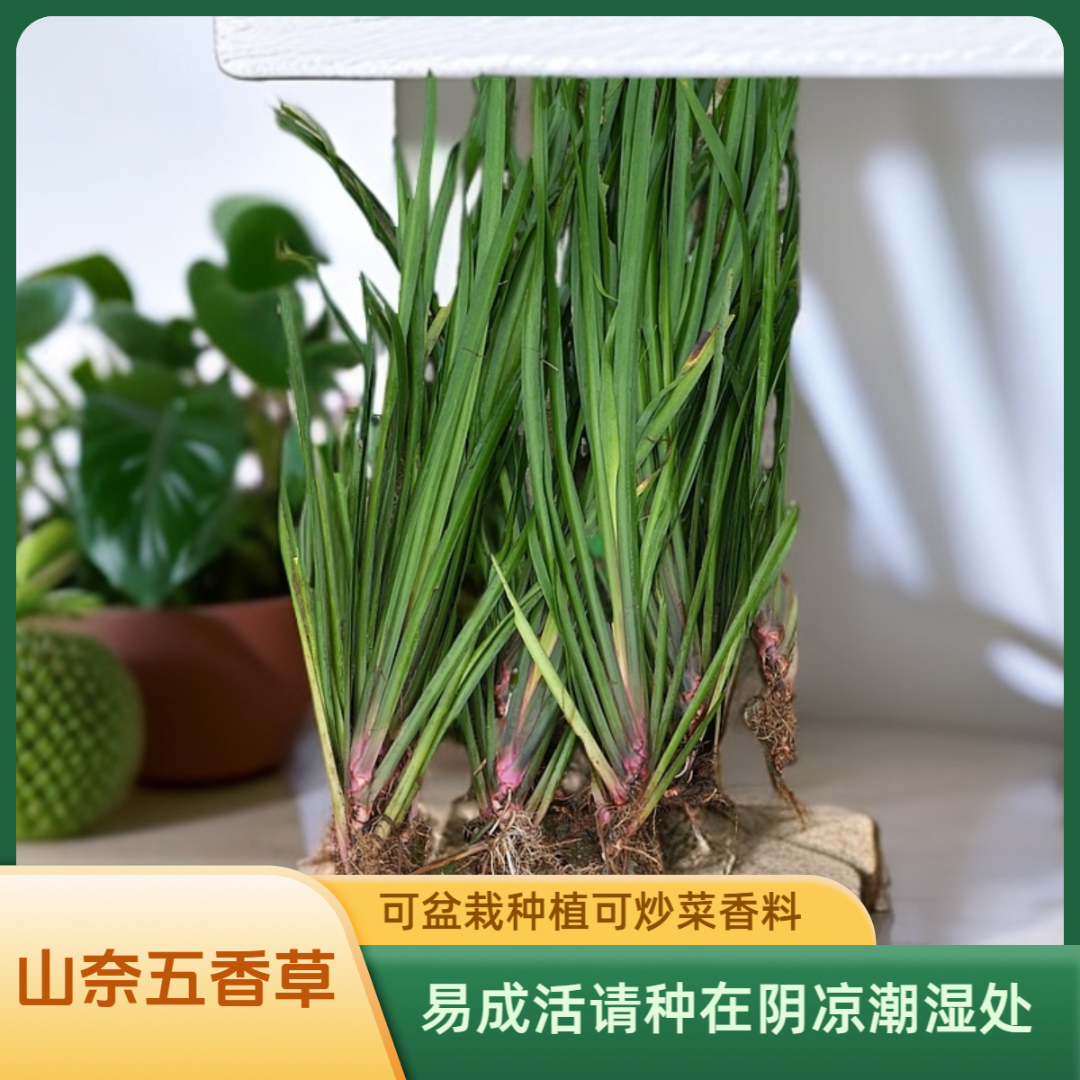 贵州山奈菖蒲五香草可盆栽可做牛肉羊狗肉卤味香料易成活新鲜现挖